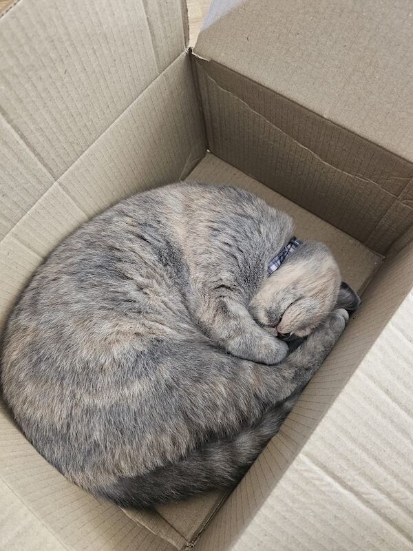 British Shorthair kittens for sale in London – 9 months old
