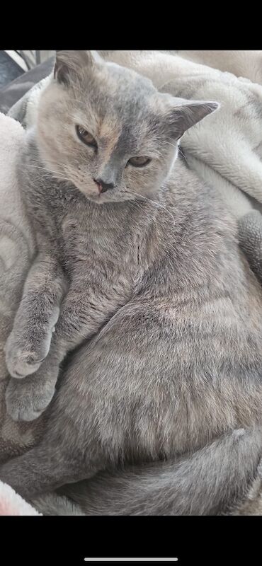 British Shorthair kittens for sale in London – 9 months old - Image 2 of 3