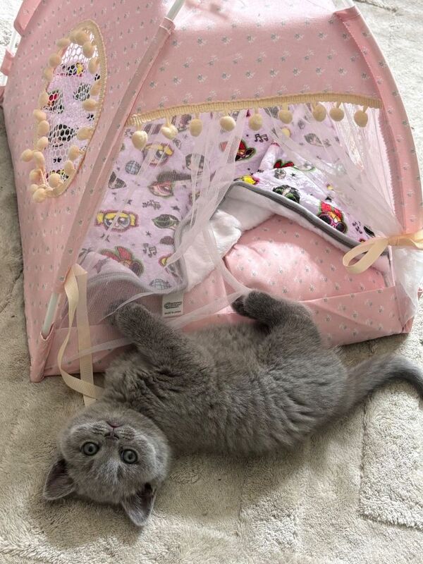 British Shorthair Kittens For Sale