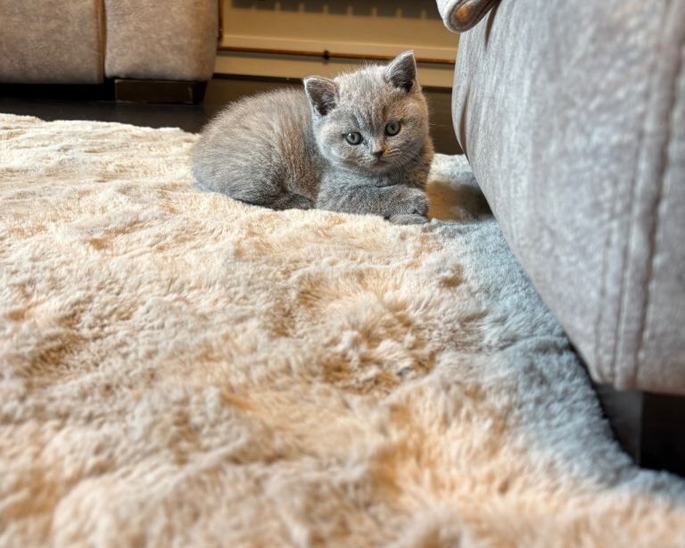 British short hair female 9 weeks old - Image 2 of 5