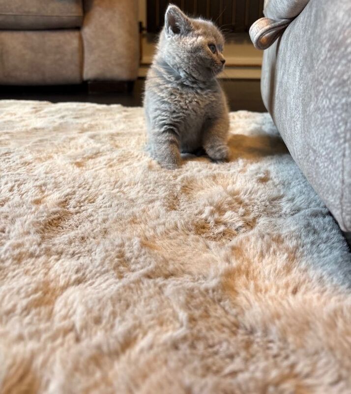 British short hair female 9 weeks old - Image 4 of 5