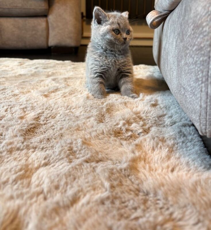 British short hair female 9 weeks old - Image 5 of 5