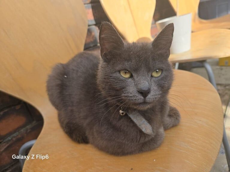 British short hair female cat for sale in Blackburn, Lancashire