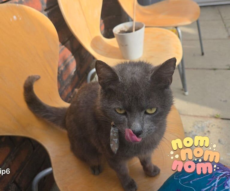 British short hair female cat for sale in Blackburn, Lancashire | Image 2