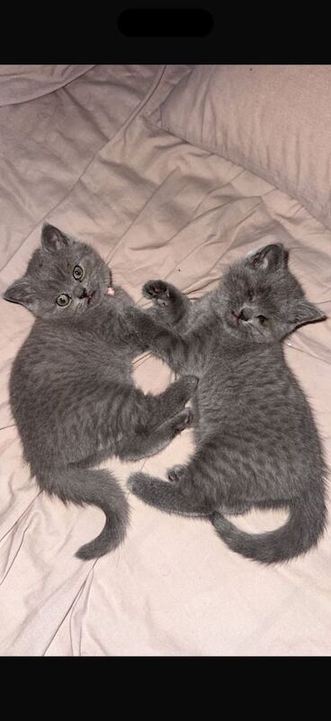 British Shorthair kittens for sale in Edinburgh, City of Edinburgh – 11 weeks old