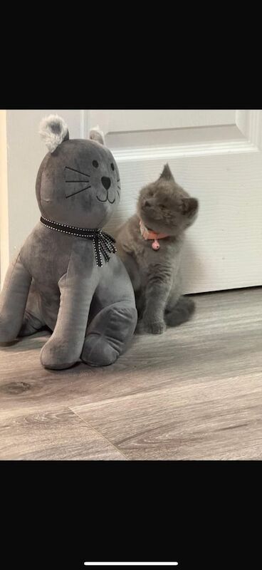 British Shorthair kittens for sale in Edinburgh, City of Edinburgh – 11 weeks old - Image 2 of 5