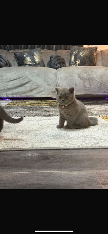 British Shorthair kittens for sale in Edinburgh, City of Edinburgh – 11 weeks old - Image 3 of 5