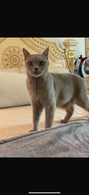 British Shorthair kittens for sale in Edinburgh, City of Edinburgh – 11 weeks old - Image 4 of 5