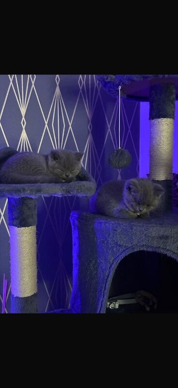 British Shorthair kittens for sale in Edinburgh, City of Edinburgh – 11 weeks old - Image 5 of 5