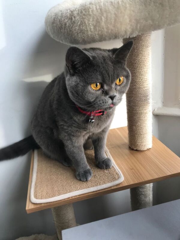 British Shorthair kittens for sale in Sunderland, Tyne and Wear – 1 year old