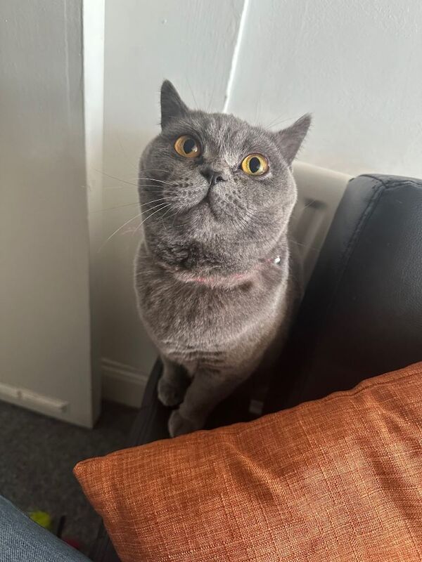British Shorthair kittens for sale in Sunderland, Tyne and Wear – 1 year old - Image 2 of 6