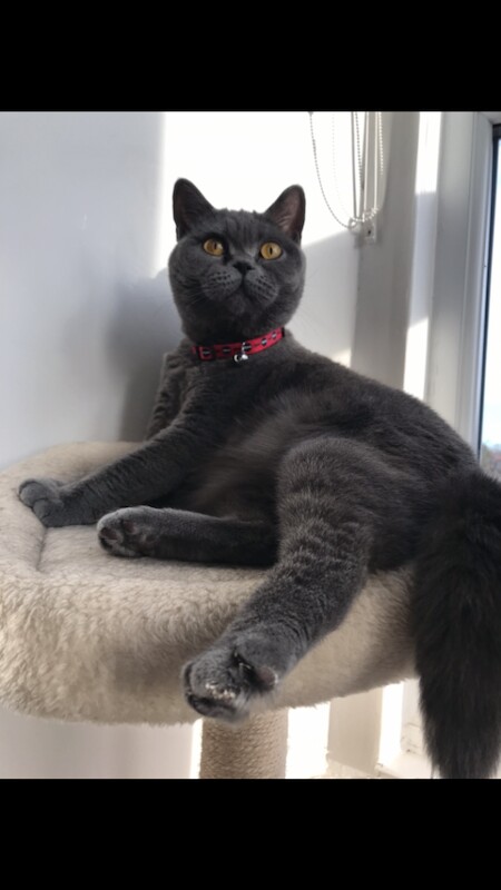 British Shorthair kittens for sale in Sunderland, Tyne and Wear – 1 year old - Image 3 of 6