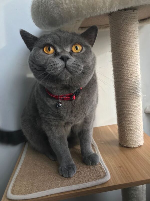British Shorthair kittens for sale in Sunderland, Tyne and Wear – 1 year old - Image 4 of 6