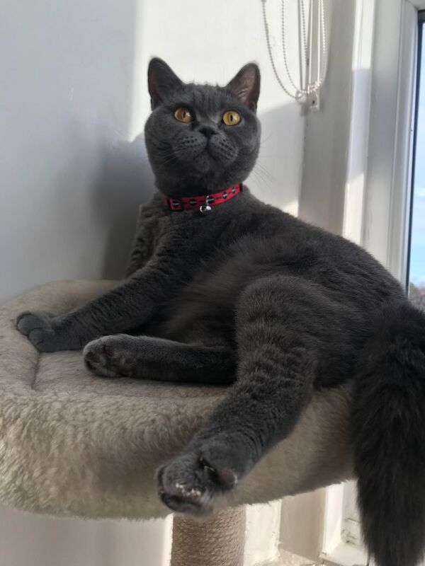 British Shorthair kittens for sale in Sunderland, Tyne and Wear – 1 year old - Image 5 of 6