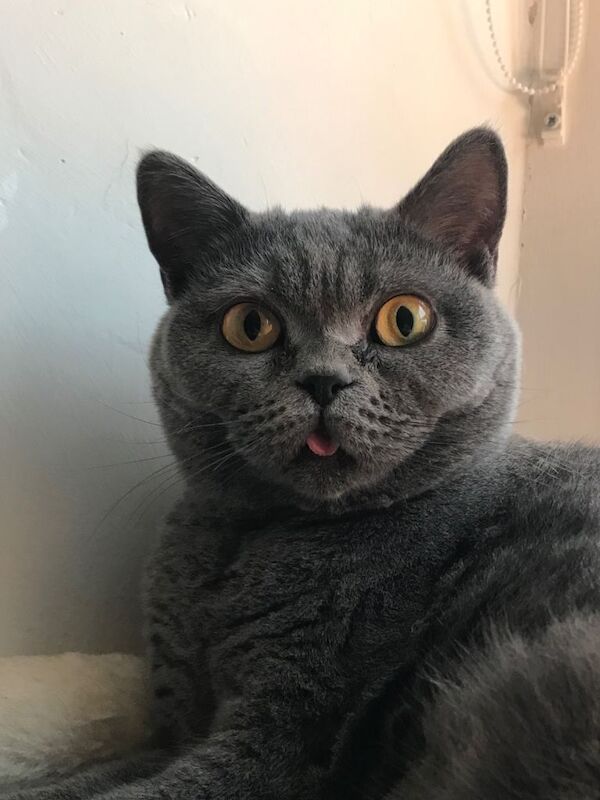 British Shorthair kittens for sale in Sunderland, Tyne and Wear – 1 year old - Image 6 of 6