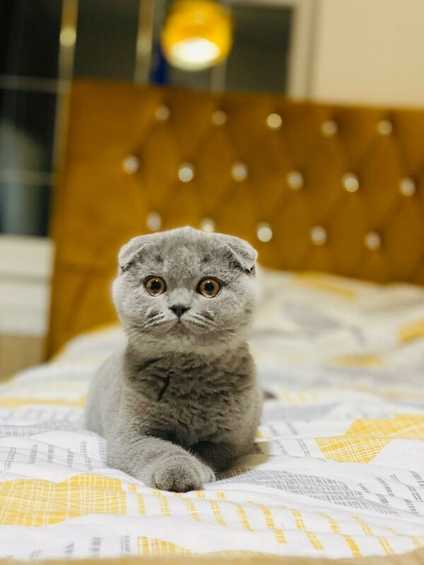 British Shorthair kittens for sale in High Wycombe, Buckinghamshire – 1 year old - Image 2 of 3