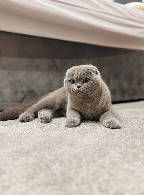 British Shorthair kittens for sale in High Wycombe, Buckinghamshire – 1 year old - Image 3 of 3