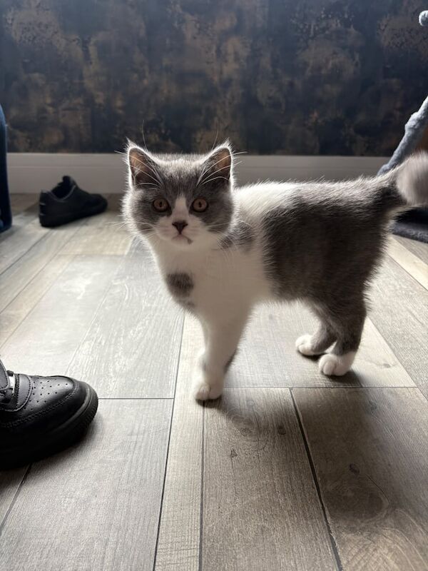 British short hair kitten for sale in Falkirk, Stirling and Falkirk