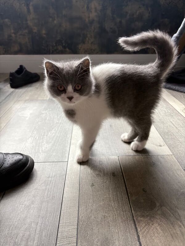 British short hair kitten for sale in Falkirk, Stirling and Falkirk | Image 2