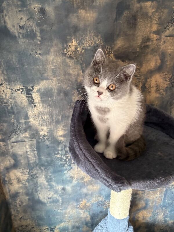 British short hair kitten for sale in Falkirk, Stirling and Falkirk | Image 3