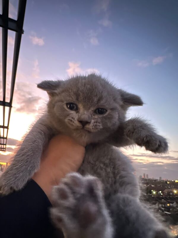 BRITISH SHORT HAIR KITTEN for sale in London