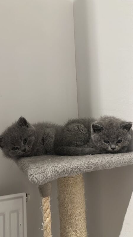 BRITISH SHORT HAIR KITTEN for sale in London - Image 2