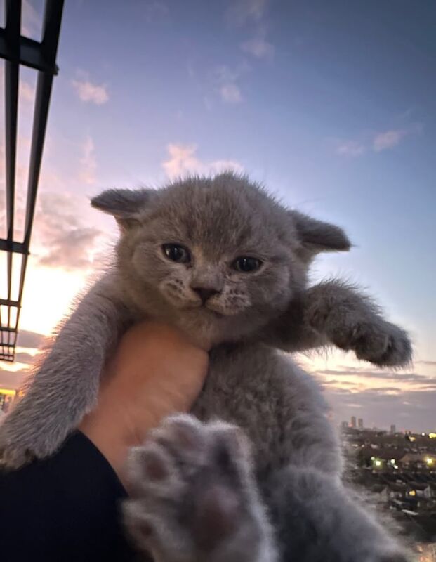 British Shorthair kittens for sale in London – 3 months old