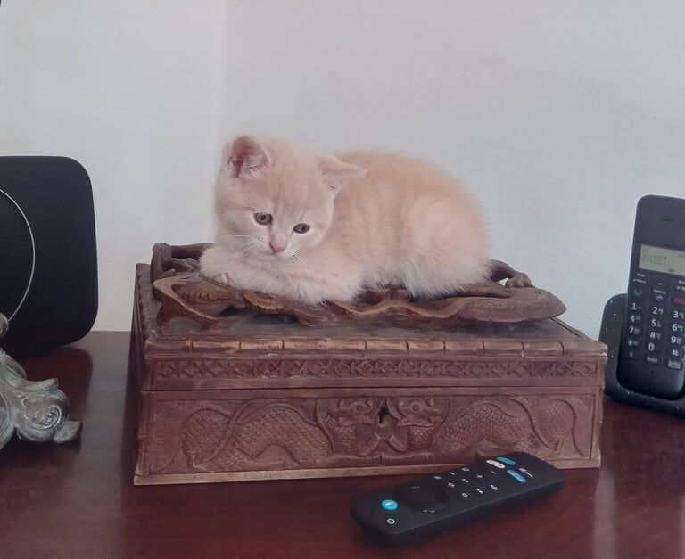 British Shorthair kittens for sale in Brechin, Angus – 3 months old