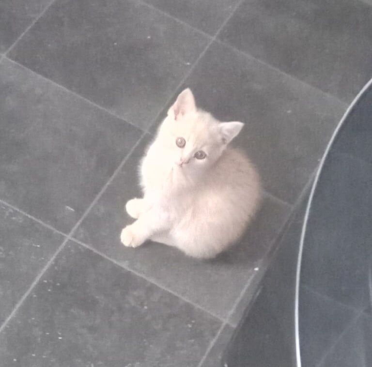 British Shorthair kittens for sale in Brechin, Angus – 3 months old - Image 3 of 3