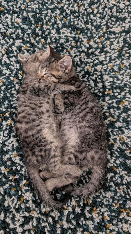 British Shorthair kittens for sale in Lisburn, County Down – 10 weeks old