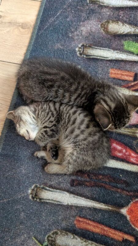 British Shorthair kittens for sale in Lisburn, County Down – 10 weeks old - Image 2 of 3