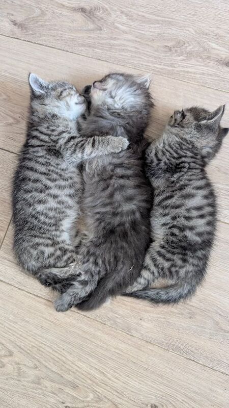 British Shorthair kittens for sale in Lisburn, County Down – 10 weeks old - Image 3 of 3