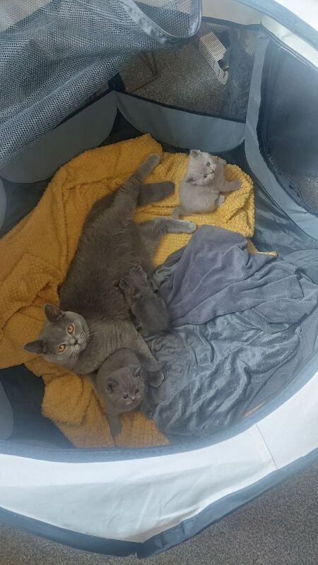 British Shorthair kittens for sale in Sheffield, South Yorkshire – 5 weeks old