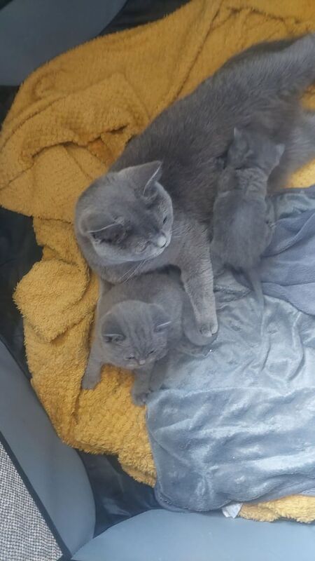 British Shorthair kittens for sale in Sheffield, South Yorkshire – 5 weeks old - Image 2 of 3
