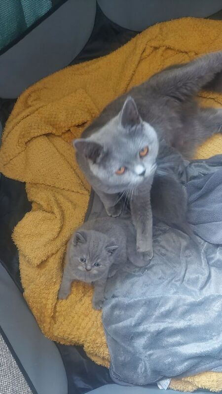 British Shorthair kittens for sale in Sheffield, South Yorkshire – 5 weeks old - Image 3 of 3