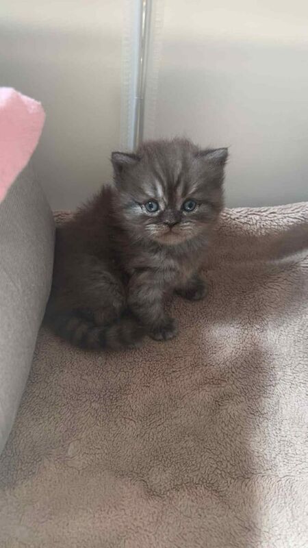 British Shorthair kittens for sale in Southend-on-Sea, Essex – 8 weeks old
