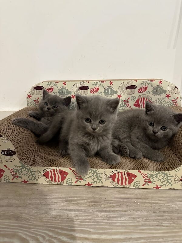 British Shorthair kittens for sale in London – 9 weeks old