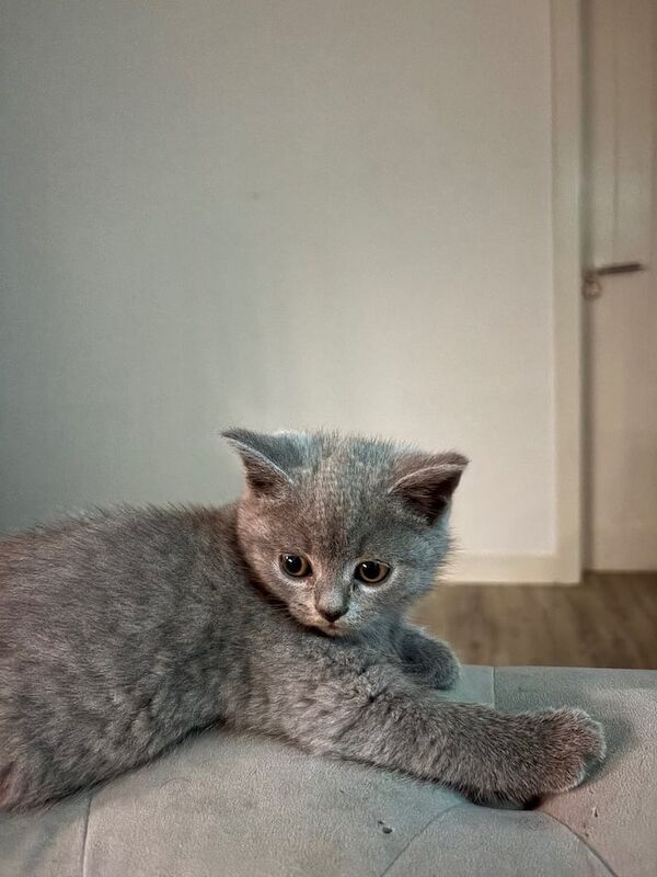British Shorthair kittens for sale in London – 9 weeks old - Image 2 of 3