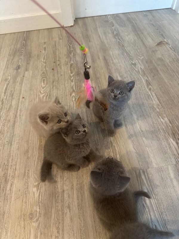 British Shorthair kittens for sale in London – 9 weeks old - Image 3 of 3