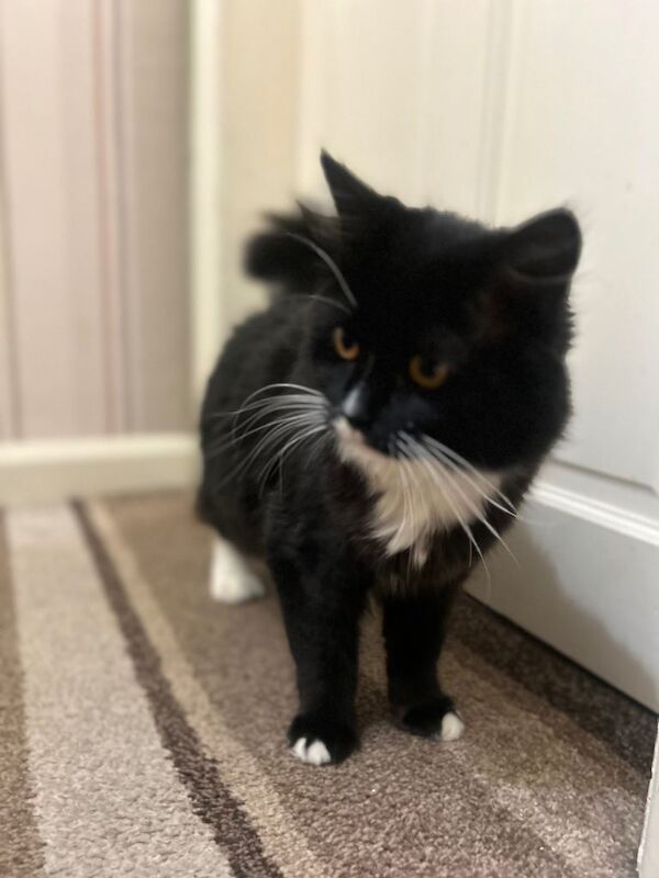 British Shorthair kittens for sale in Roundhay, West Yorkshire – 4 months old - Image 3 of 6