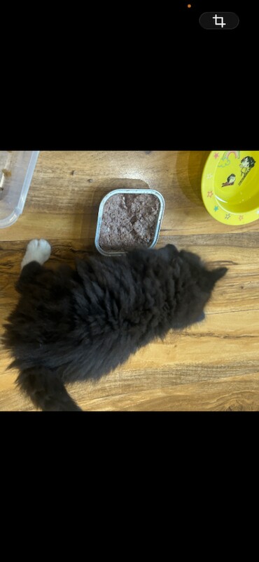 British Shorthair kittens for sale in Roundhay, West Yorkshire – 4 months old - Image 4 of 6