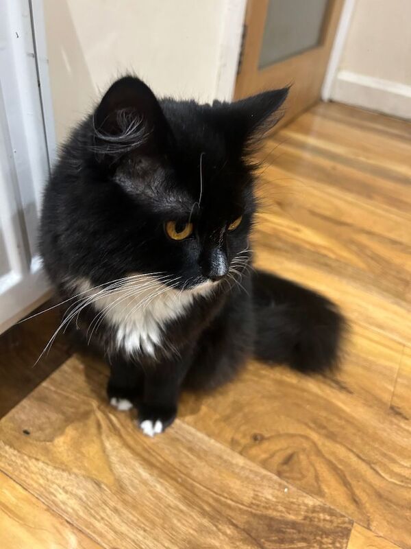 British Shorthair kittens for sale in Roundhay, West Yorkshire – 4 months old - Image 5 of 6