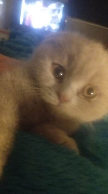 British Shorthair kittens for sale in Appleton, Cheshire – 10 weeks old