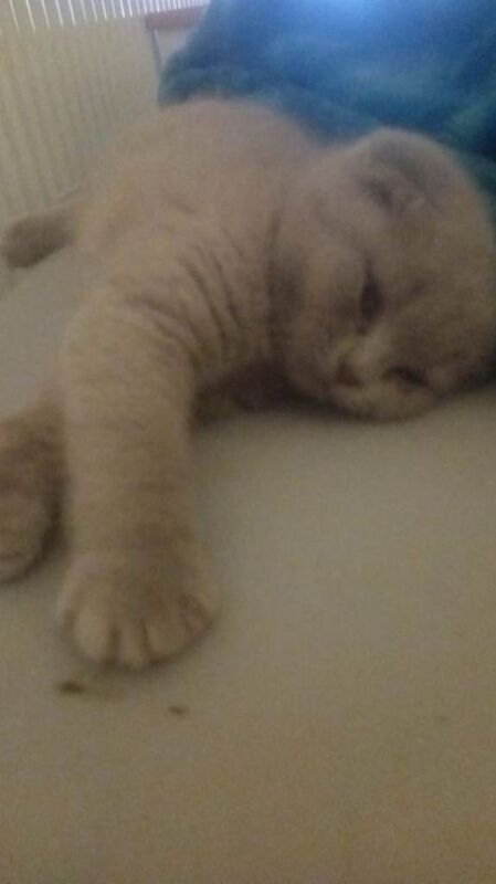 British Shorthair kittens for sale in Appleton, Cheshire – 10 weeks old - Image 2 of 3