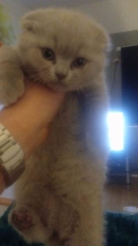 British Shorthair kittens for sale in Appleton, Cheshire – 10 weeks old - Image 3 of 3
