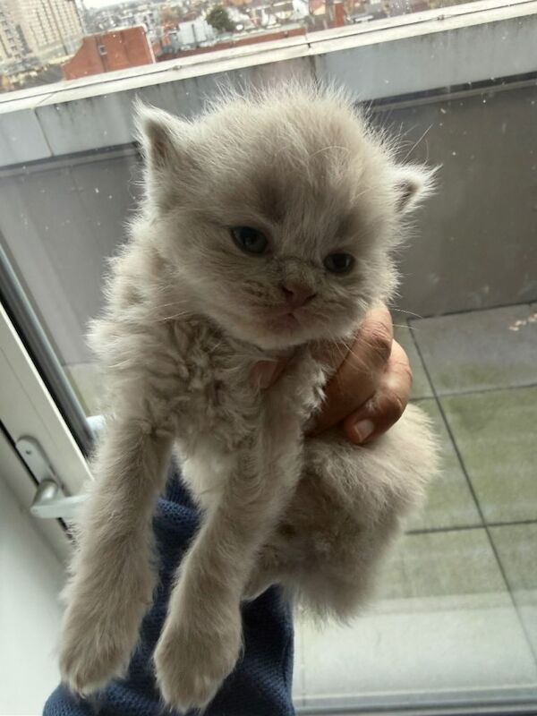 British Shorthair kittens for sale in London – 8 weeks old