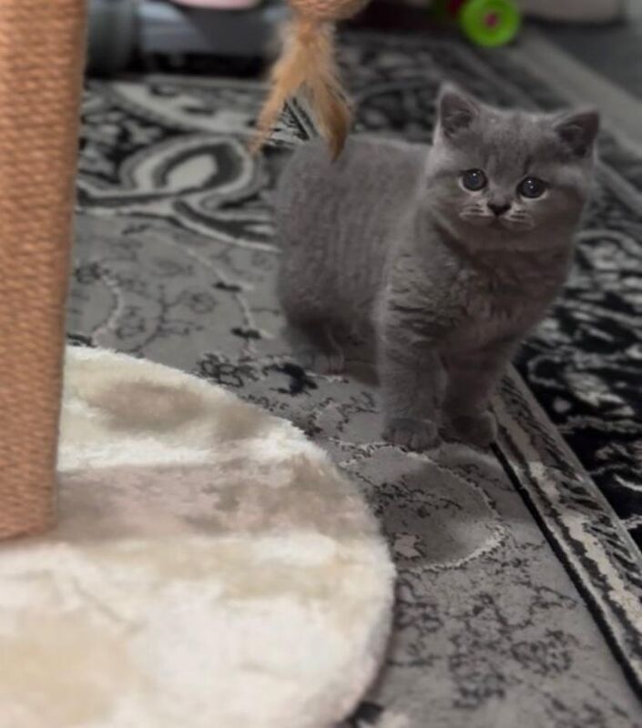 British Shorthair Kittens For Sale