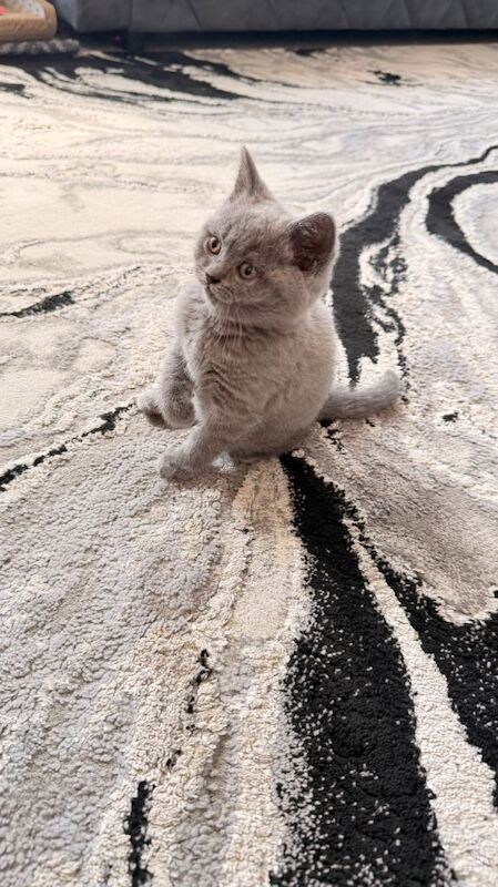 British short hair kitten