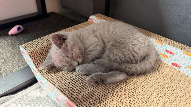 British short hair kitten - Image 2 of 3