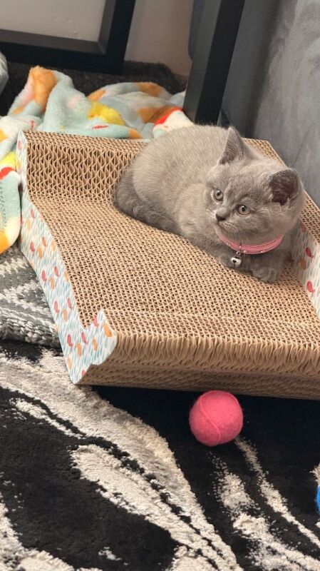 British short hair kitten - Image 3 of 3